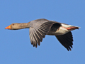 Greylag Goose